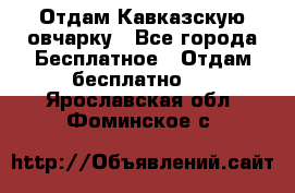 Отдам Кавказскую овчарку - Все города Бесплатное » Отдам бесплатно   . Ярославская обл.,Фоминское с.